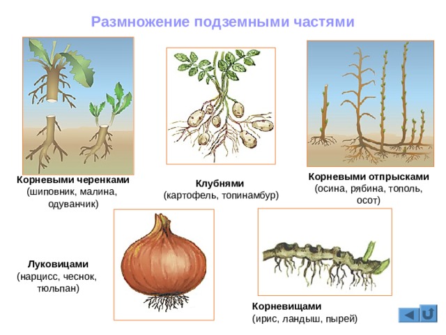 Кракен современный даркнет маркетплейс